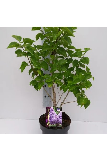 Syringa vulgaris ’Carpe Diem’ листя